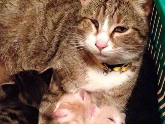 fc54138f0ce585e307e89eebe26e51a3