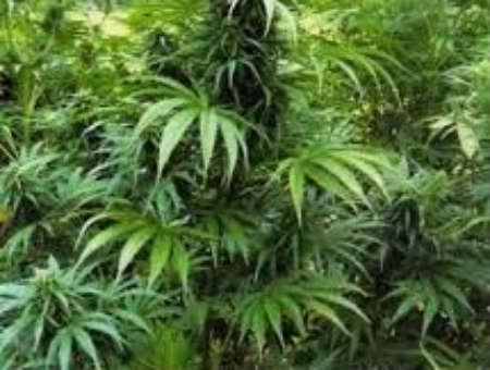 fddbffdd6c2f36a963ccef1e67e6dc56