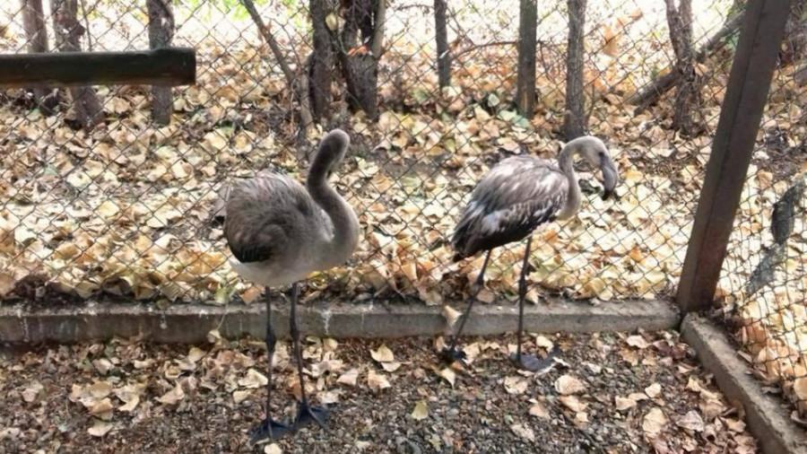 Il Cras libera a Tarsia due fenicotteri salvati a Sibari e Fuscaldo, domani toccherà allo scoiattolo (FOTO-AUDIO) 55 fenicotteri