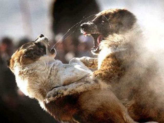 ffa5995d181a68f34f12d434de180904