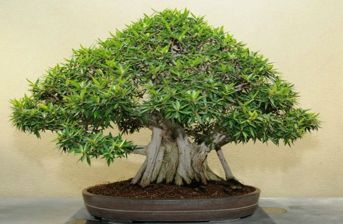 La millenaria arte del bonsai in mostra a Cosenza 56 ficus