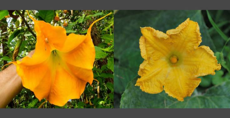 fiori-zucca-velenosi