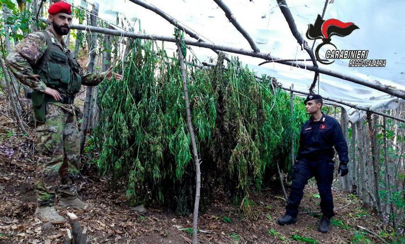 Sequestrate due piantagioni di cannabis, avrebbero fruttato alla criminalità reggina oltre 300mila euro 51 foto Rosario Valanidi