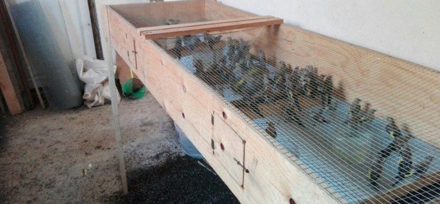 foto antibracconagio reggio calabria