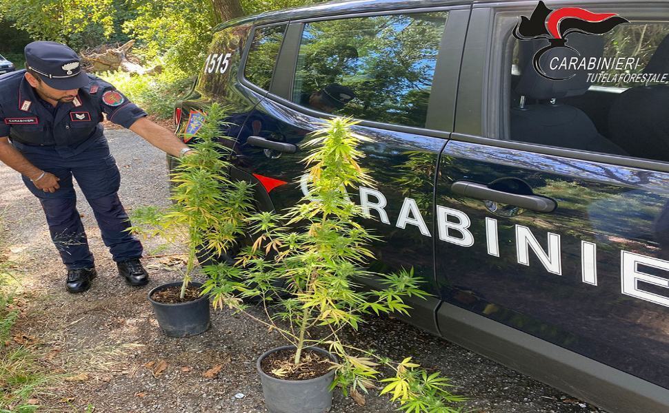Coltivazione di marijuana a San Benedetto Ullano, denunciato 51enne 51 foto cannabis 1