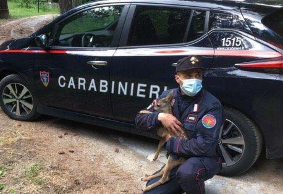 Parco della Sila, carabinieri salvano una cucciola di capriolo 51 foto capriolo 1
