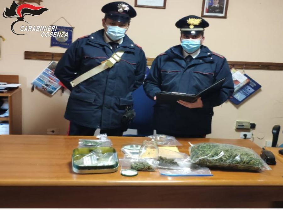 Piantine di marijuana da mezzo metro sul balcone di casa, arrestati coniugi 60enni nel cosentino 62 foto carabinieri scalea