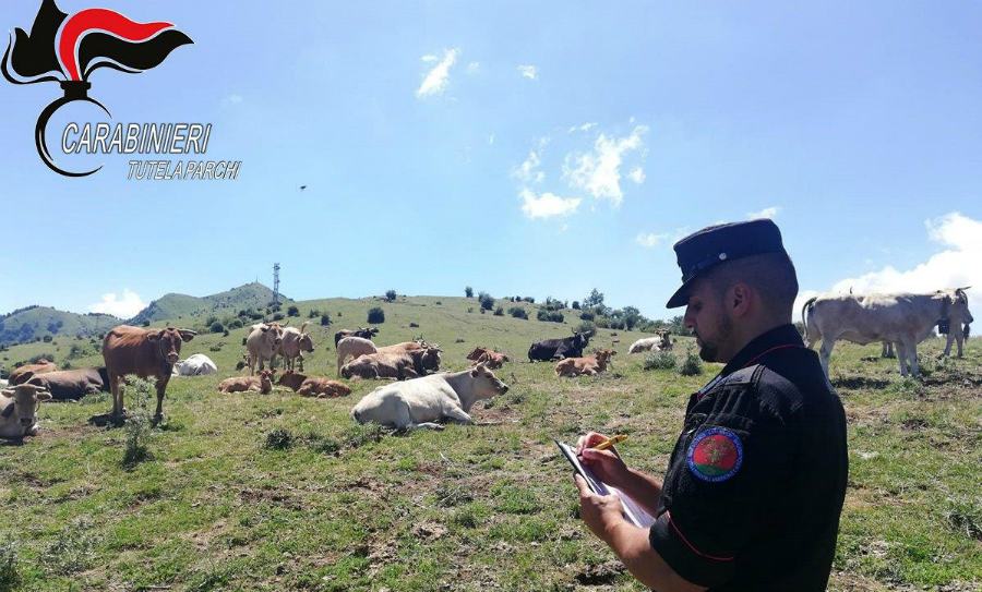Controlli ai pascoli del Parco del Pollino, 12mila euro di sanzioni 51 foto controlli pascoli carabinieri forestali