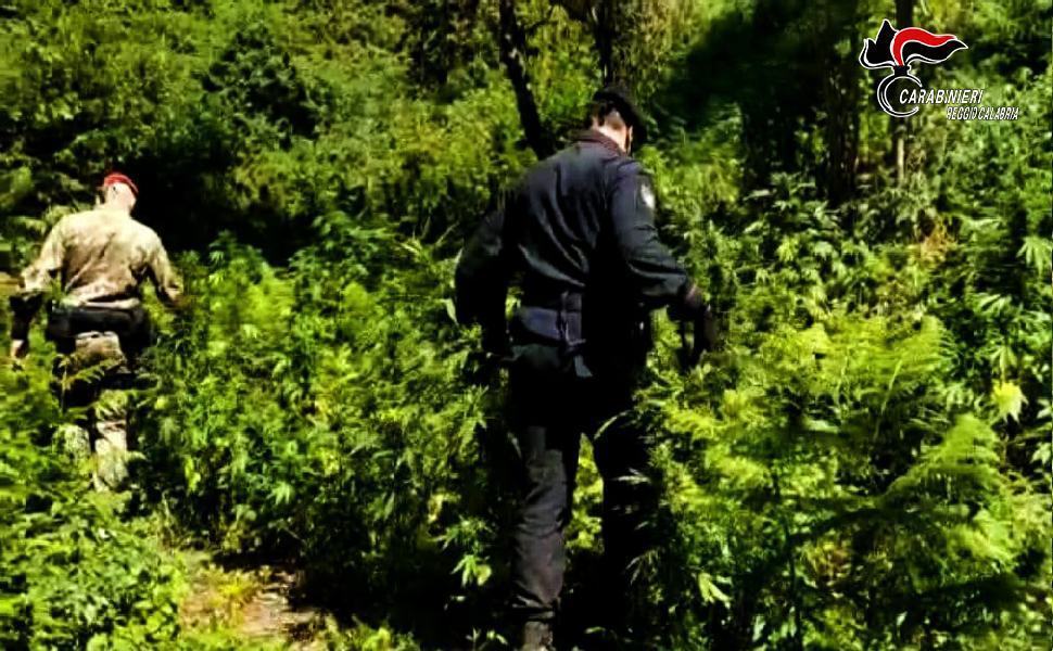 foto piantagione.. 1