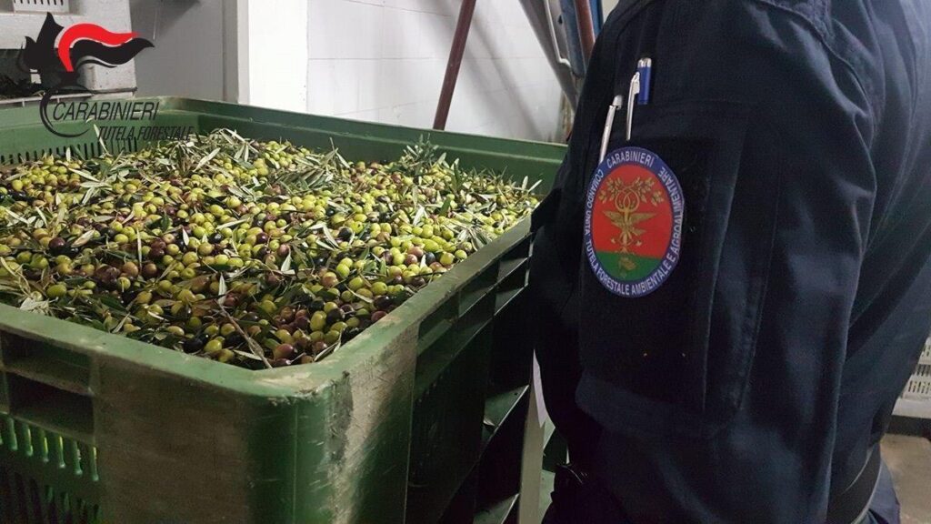 Smaltimento illecito di reflui oleari, sequestrato terreno 2 frantoio repertorio