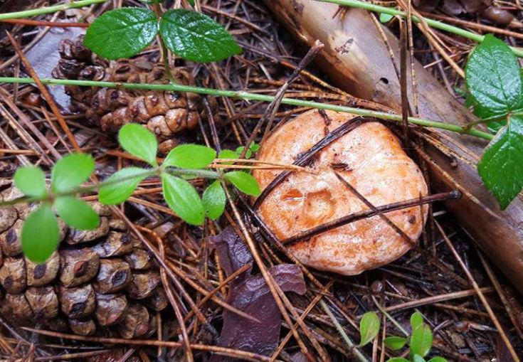 La stagione dei funghi, abbondanti e gustosi da portare in tavola 74 funghi-02