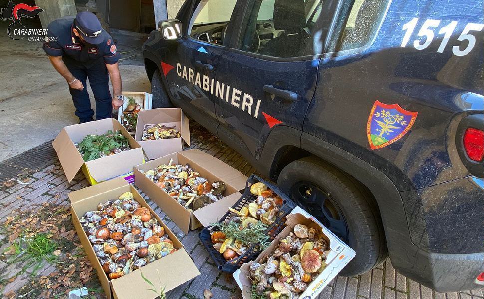 Sequestrati oltre 70 chili di funghi, numerose sanzioni a Montalto Uffugo 51 funghi sequestro 1