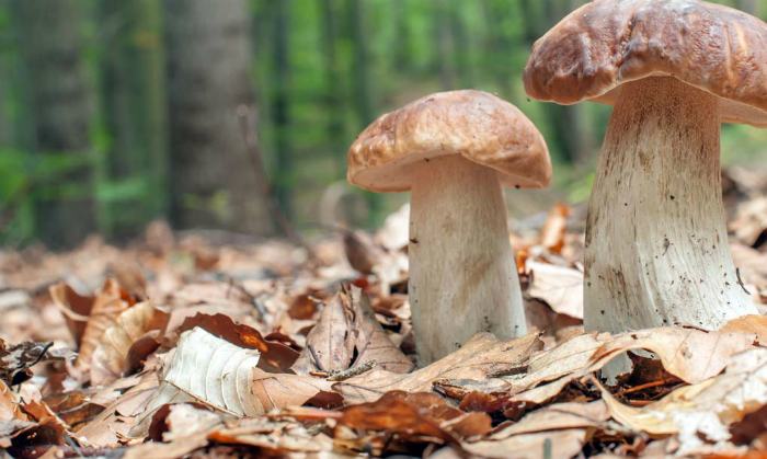 fungo porcino silano