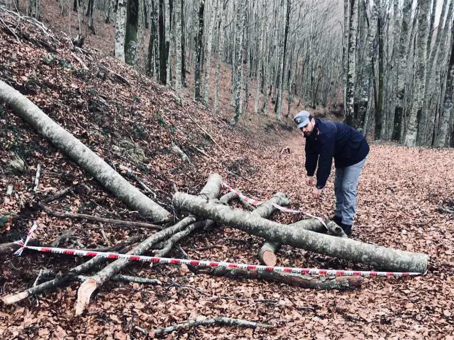 Cerzeto, tre in manette: rubati 45 quintali di legna 53 furto 1 1