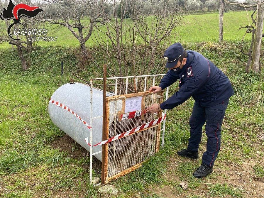 A Montalto una trappola e del cibo esca per gli animali, sequestrata gabbia 53 gabbia animali montalto 1