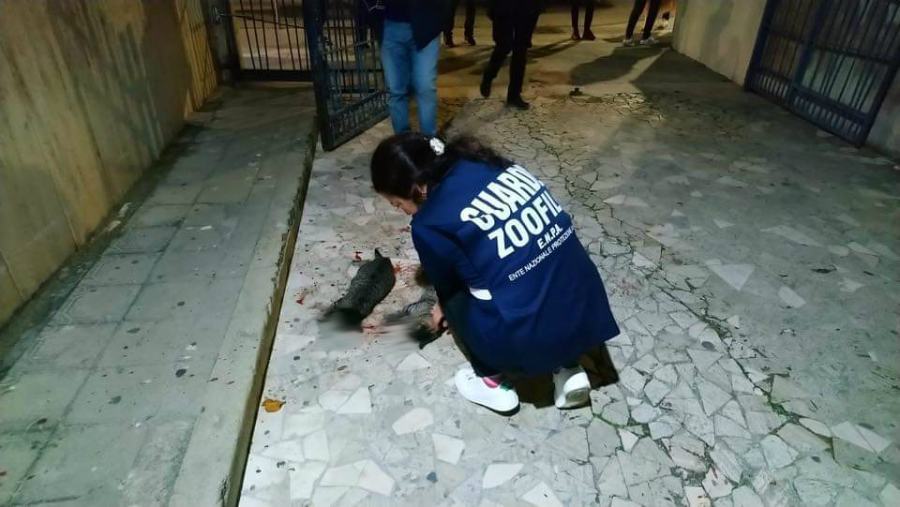 Orrore a Cosenza, gattini trovati con il cranio fracassato nel cortile di un condominio 53 gatti cranio fracassato enpa 01