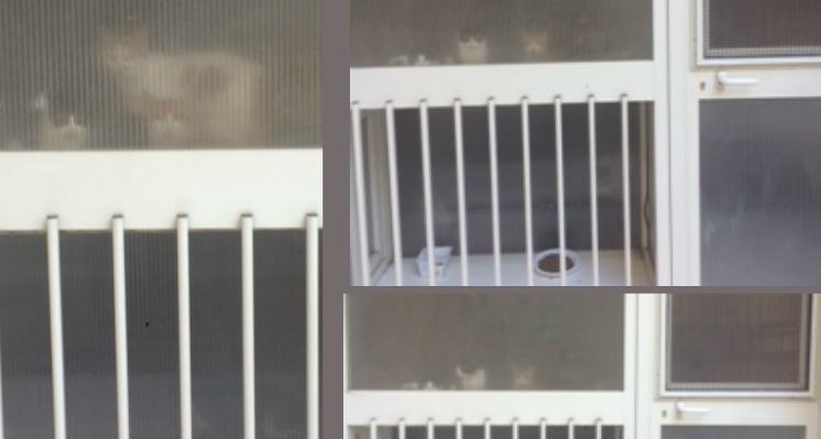 gatti detenuti cosenza