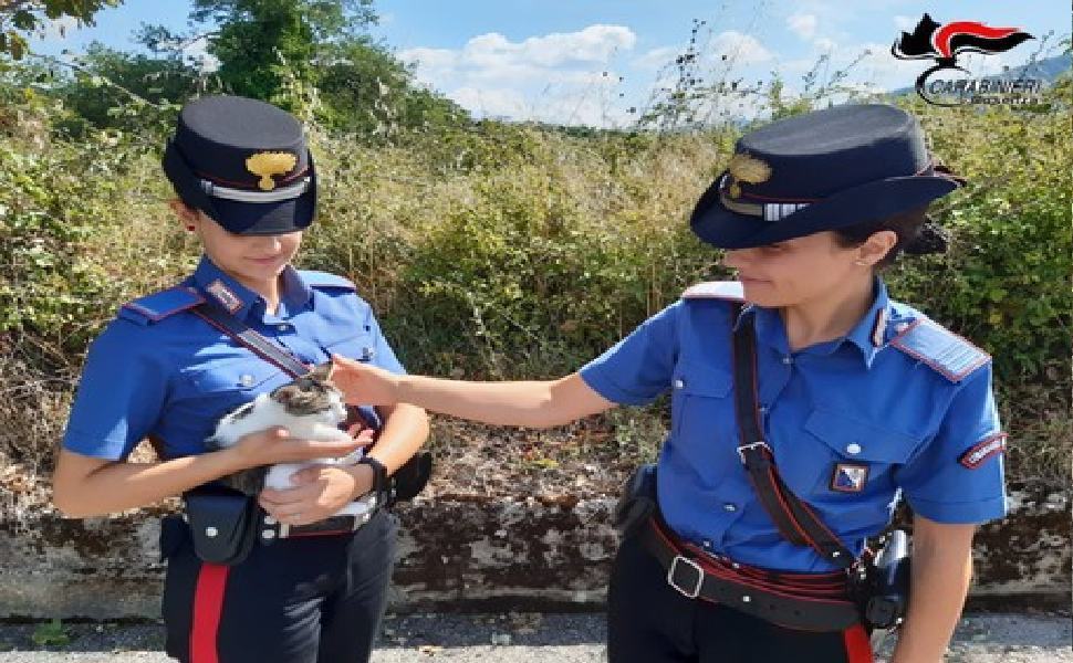 Gattina investita da un'auto, salvata dai carabinieri nel cosentino 51 gattino carabinieri 1