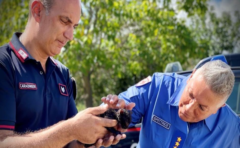 gattino salvato e1659889190299 ed545089