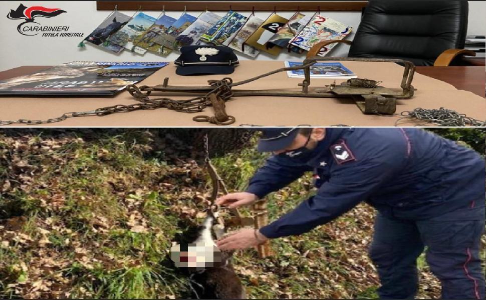 Gatto finisce in una trappola dei bracconieri. Salvato dai carabinieri di Cosenza 51 gatto liberato