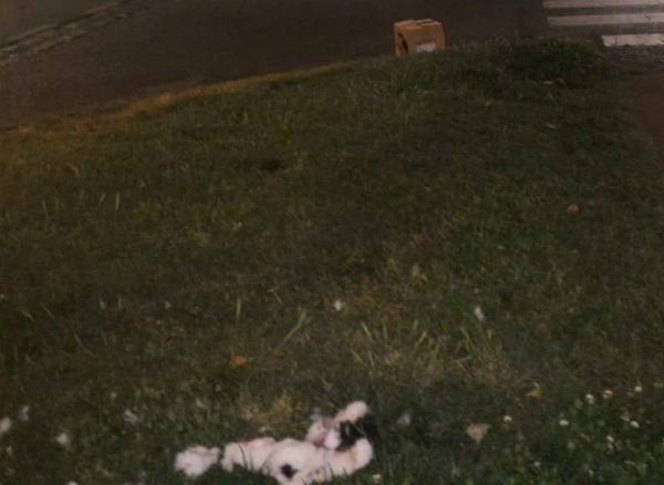 Gatto torturato e trovato a pezzi su viale Mancini, autorità competenti 'sanno' ma non intervengono (FOTO) 59 gatto viale mancini001
