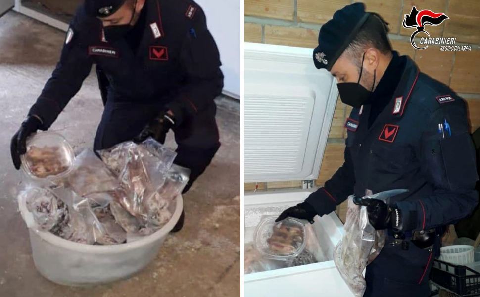 Scoperti 200 ghiri confezionati in pacchetti in congelatore, tre arresti 51 ghiri carabinieri delianova