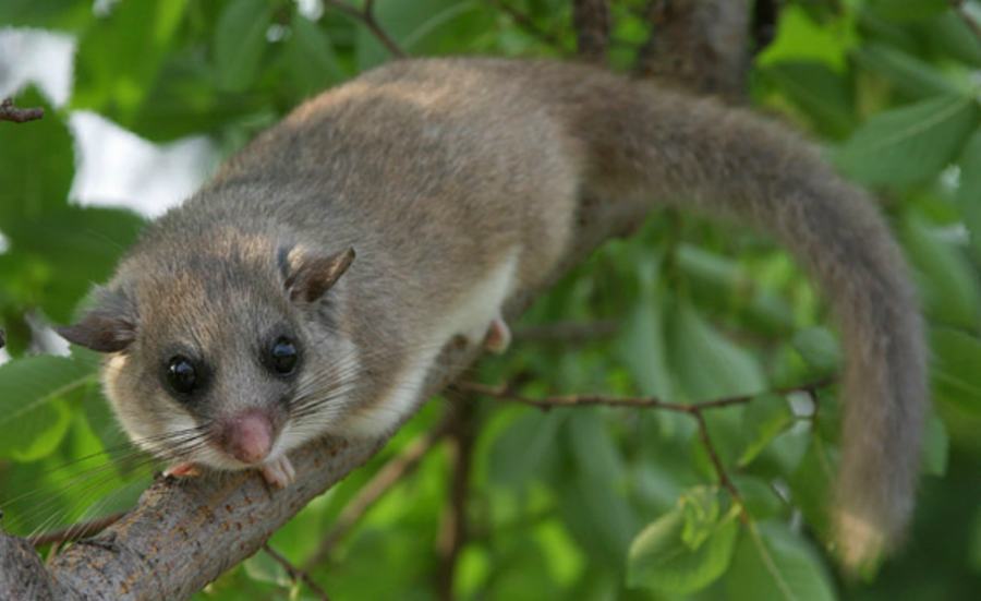 Cacciavano e uccidevano esemplari di ghiro di specie protetta, due denunce 51 glisglis ghiro