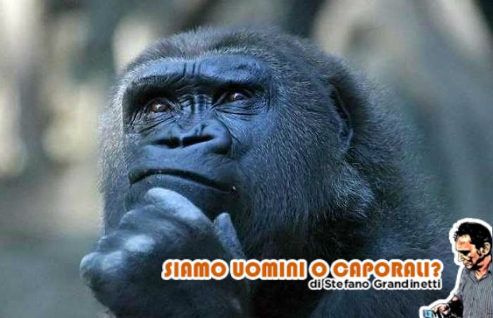 gorilla perplesso grandinetti