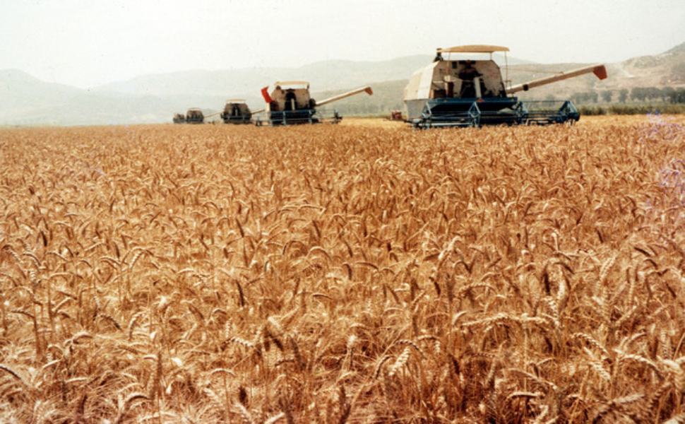 grano 1