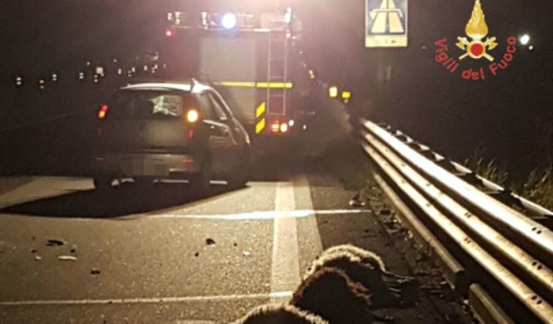 Strage di ovini, auto investe un gregge sulla statale. Ferito il conducente 51 gregge investito auto statale 280