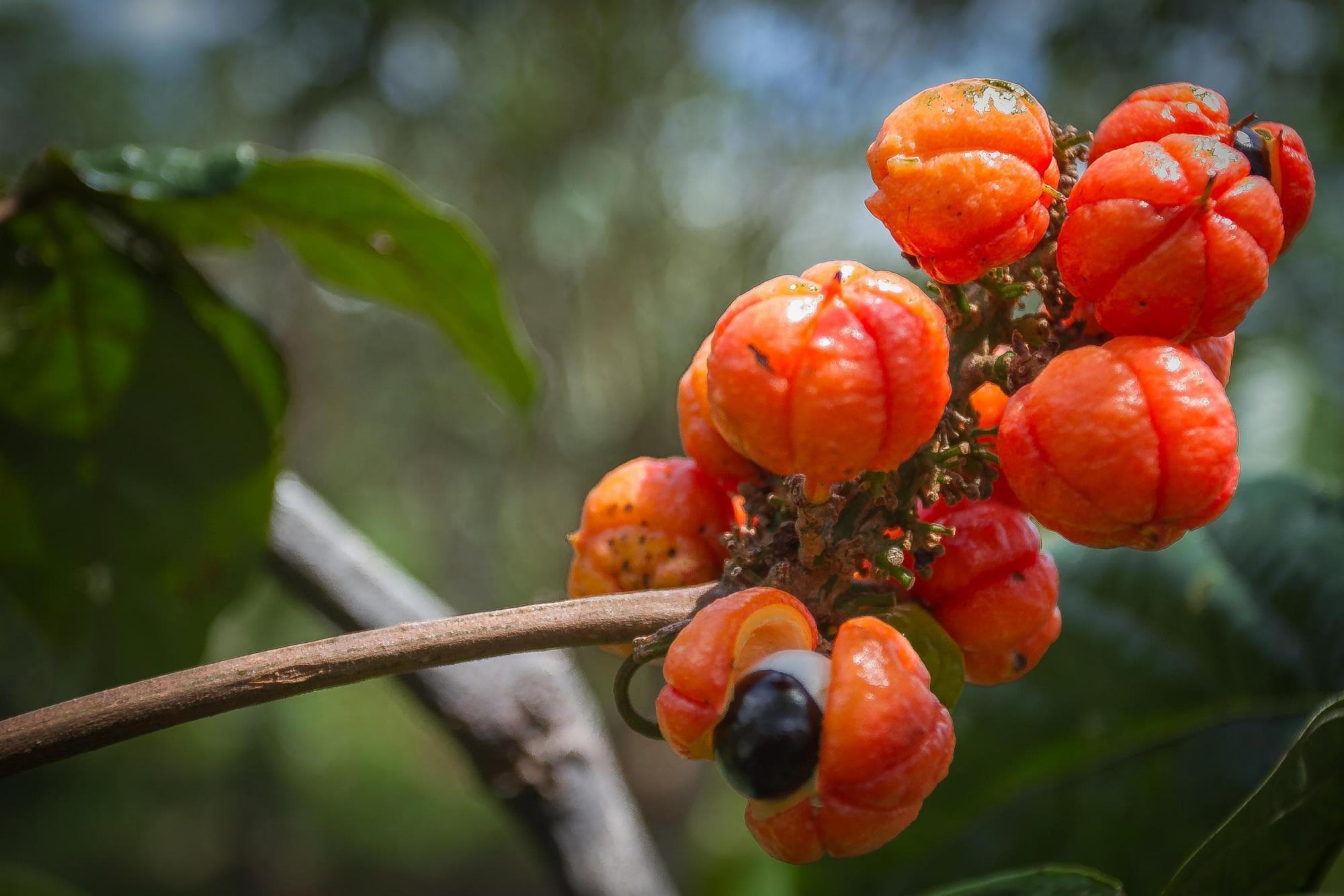 guarana