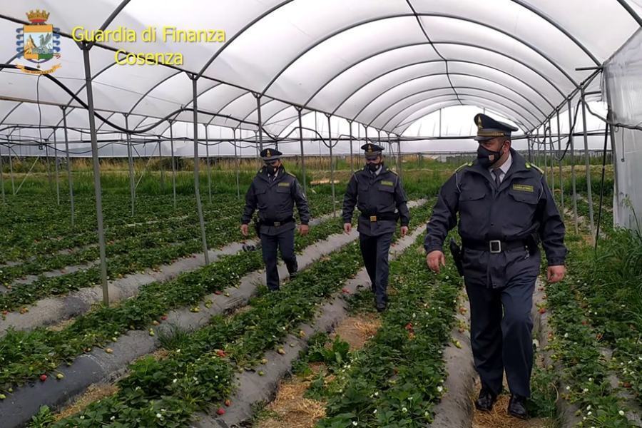 guardia finanza cosenza truffa aziendew agricole