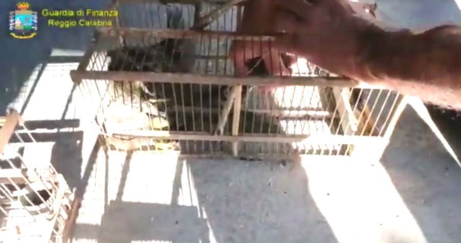 guardia finanza volatili