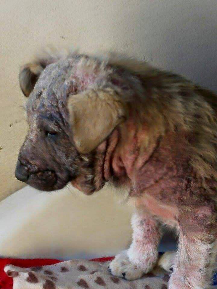 Cani randagi in condizioni disperate a Zumpano, l'Oipa punta il dito contro il sindaco Lucente: "totale disinteresse" 51 hope cuccioli