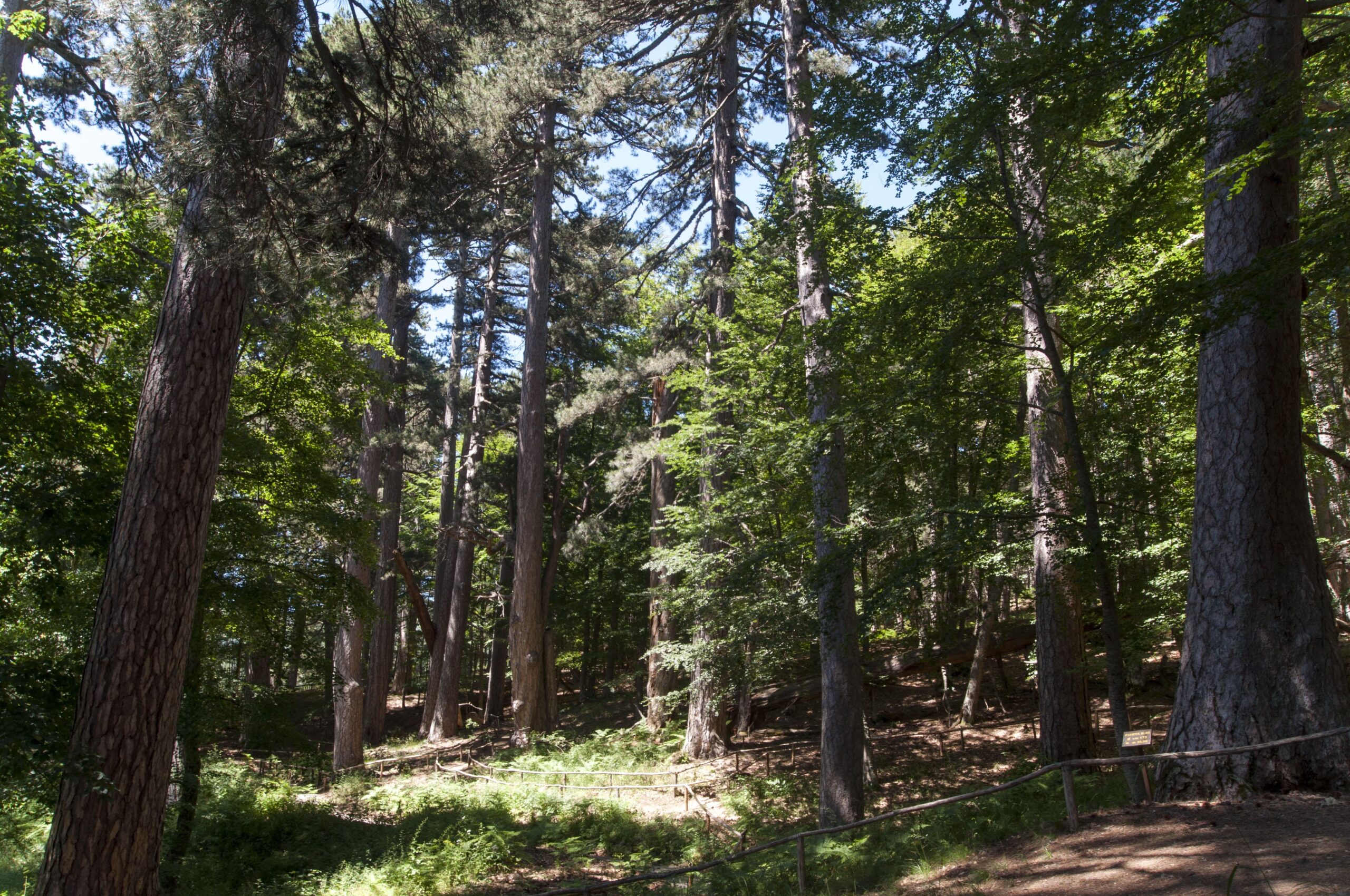 i giganti della sila 46374 scaled