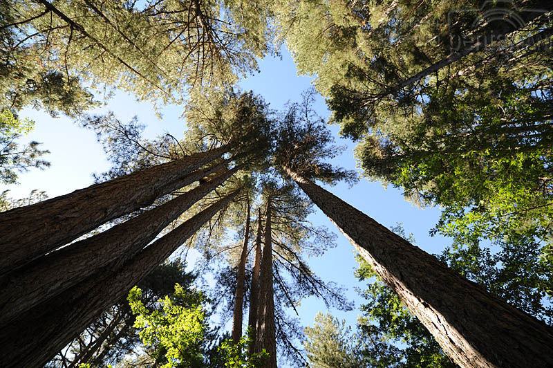 i giganti della sila 1