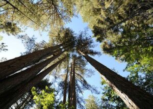 i_giganti_della_sila