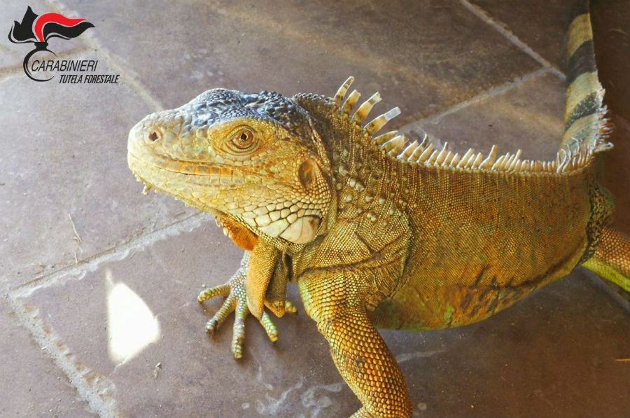 Roggiano Gravina, sequestrata iguana 55 iguana roggiano