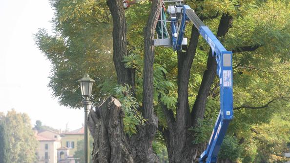potatura alberi cosenza