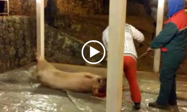 immagine maiale cosenza sgozzato