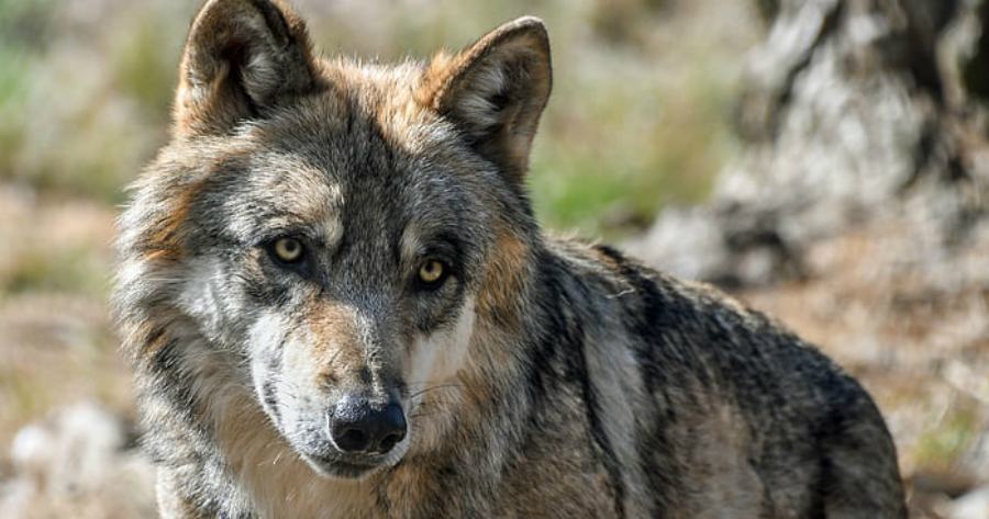 immagine repertorio lupo