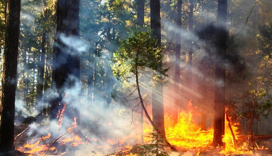 incendi boschivi 1