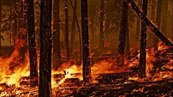 Allarme incendi: nel 2025 roghi quasi raddoppiati in Italia. La Calabria è tra le regioni più colpite 53 incendi boschivi 2463
