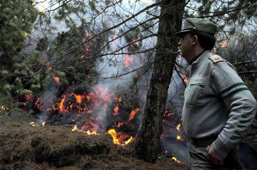 Domenica di 'fuoco' in Calabria, nel cosentino diciannove incendi in ventiquattro ore 212 incendi calabria corpo forestale