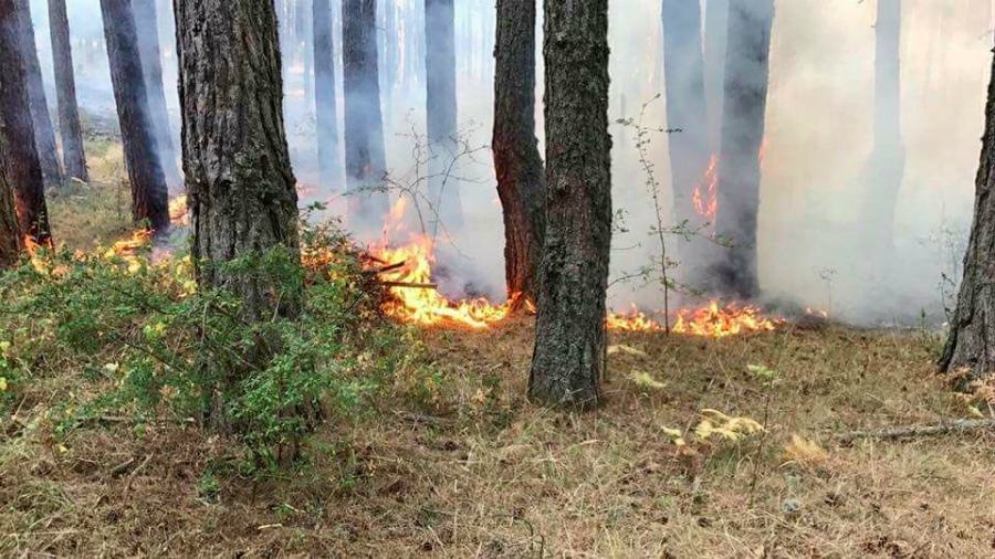 incendio bosco 1