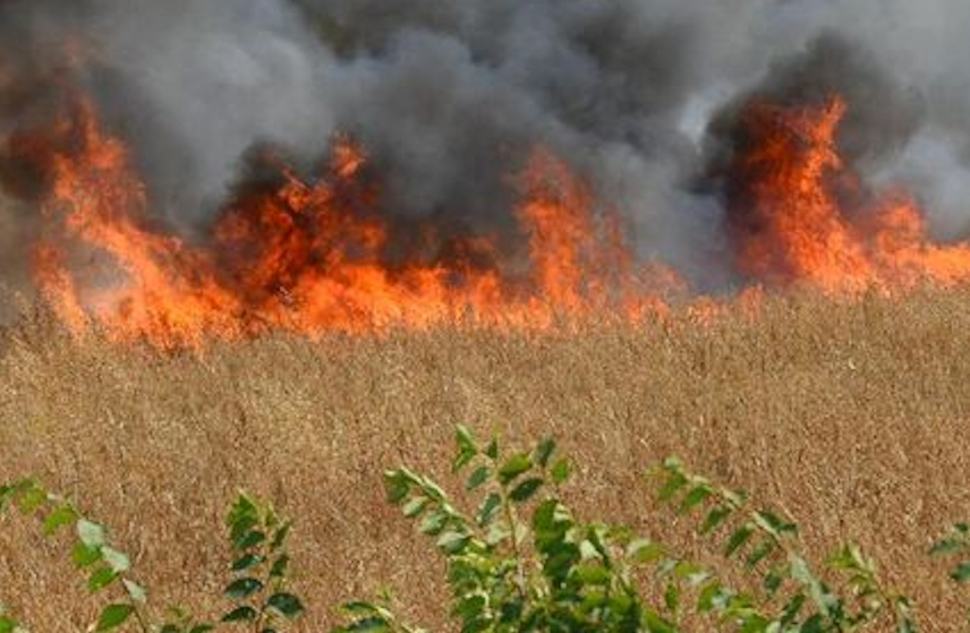 Gli incendi in Calabria fanno un'altra vittima. Morto un 78enne investito dalle fiamme 51 incendio sterpaglie 1