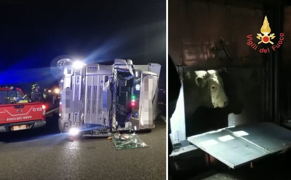 incidente tir bovini