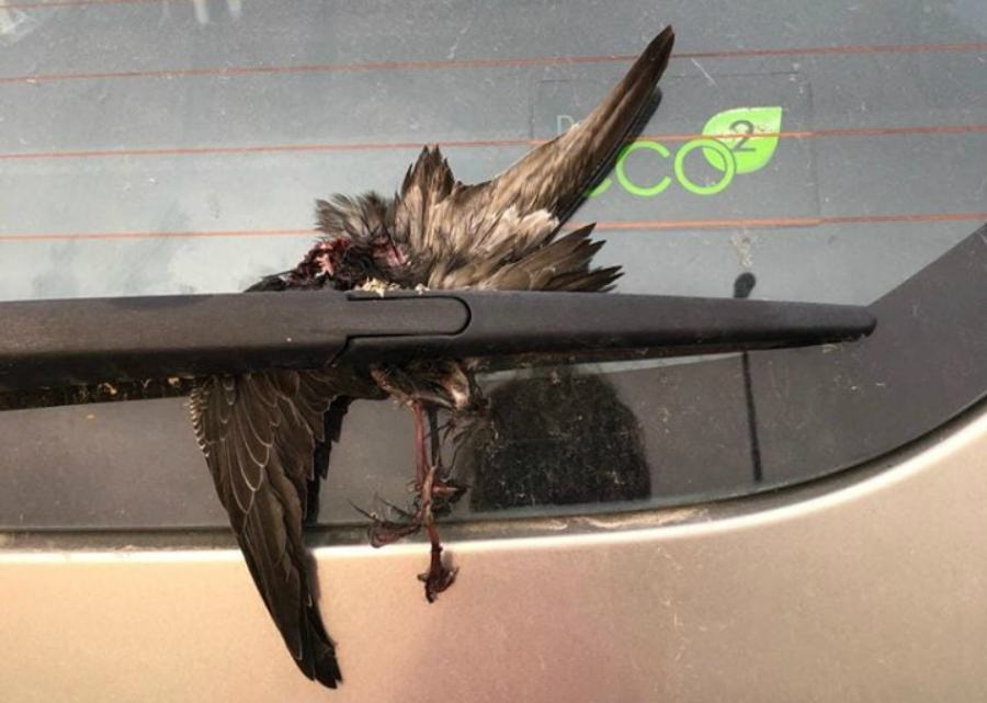 intimidazione uccello morto arturi crotone