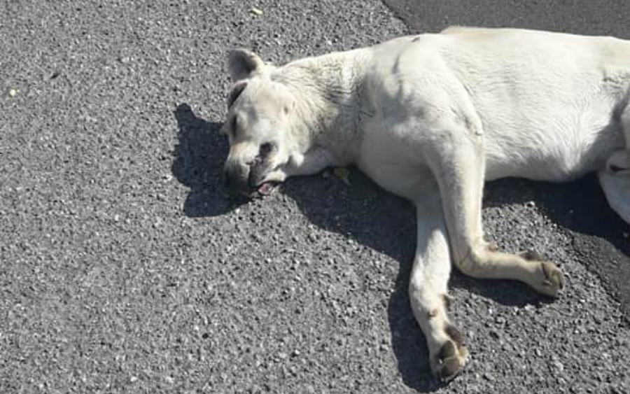 Cane investito a San Giovanni in Fiore, chiesto intervento ma nessuno si è presentato 53 invisibili 1