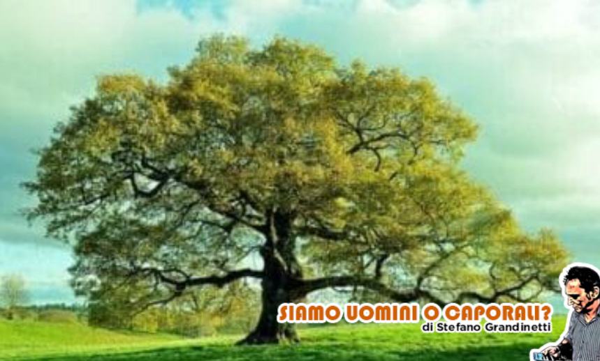 iostocon gli alberi grandinetti